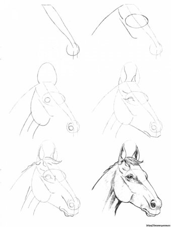 Эймис ли "рисуем 50 лошадей"