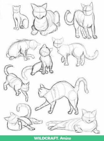 Анатомия кошек коты Воители