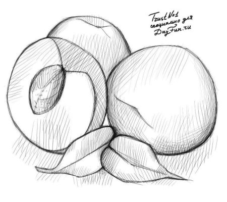 Фрукты карандашом