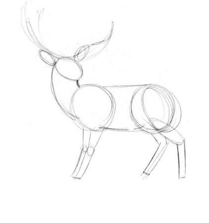 Нарисовать оленя поэтапно