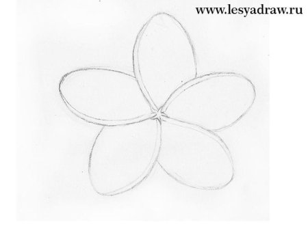 Рисунки карандашом цветы для начинающих