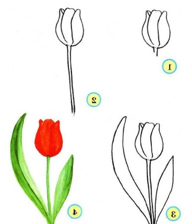 Цветы карандашом для начинающих