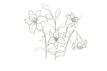 Тюльпан рисунок карандашом