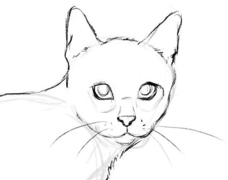 Кошка рисунок карандашом