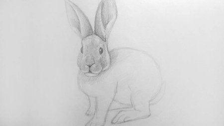 Заяц простым карандашом