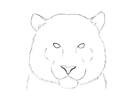 Рисунок головы тигра для срисовки лёгкие