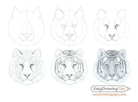 Рисунок тигра пошагово