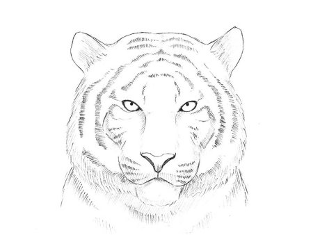 Рисунок тигра карандашом