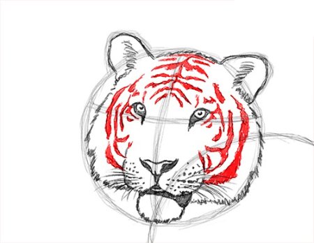Рисунок тигра карандашом легко и просто