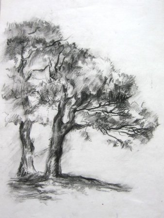 Зарисовки деревьев карандашом