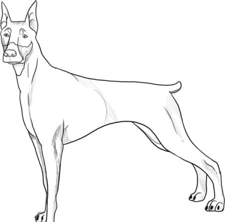 Поэтапное рисование животных