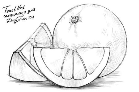 Фрукты для срисовки карандашом
