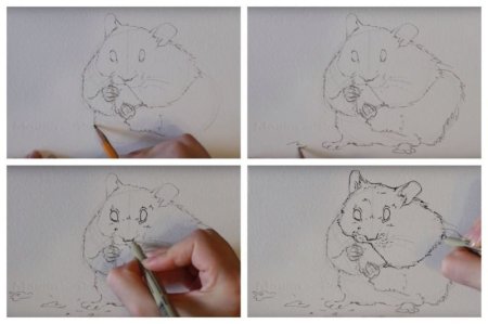Рисунок хомяка для срисовки легкий