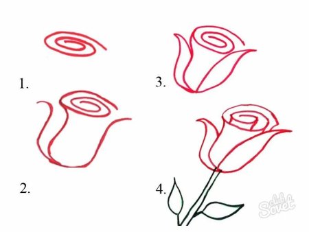 Поэтапное рисование Совы