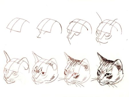 Схема рисования кошки