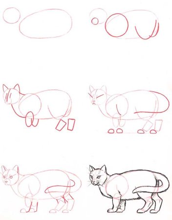 Пошаговый рисунок кота