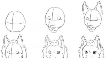 Эскизы животных для рисования