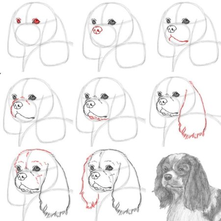 Как нарисовать щенка немецкой овчарки