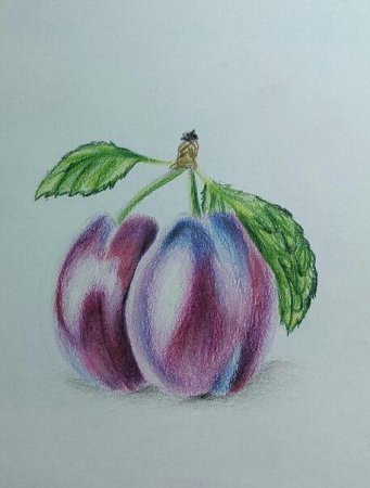 Слива цветным карандашом