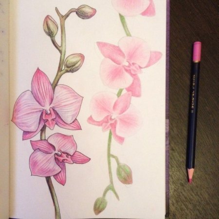 Орхидея рисунок карандашом