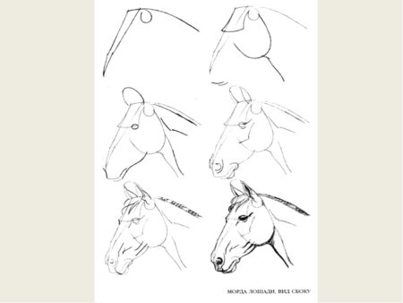 Схема рисования лошади