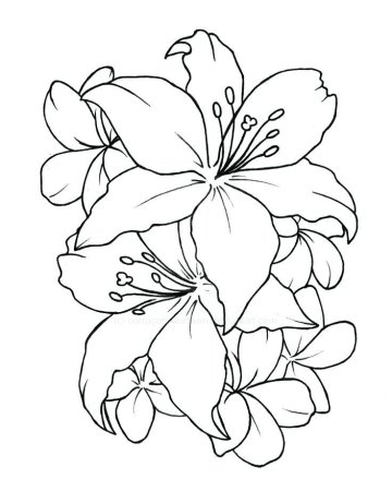 Рисунки цветов