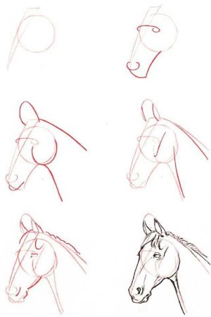 Поэтапный рисунок лошади