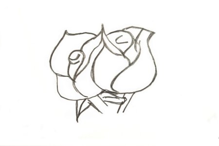 Роза картинка карандашом для начинающих