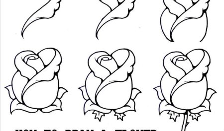 Роза для срисовки легкие