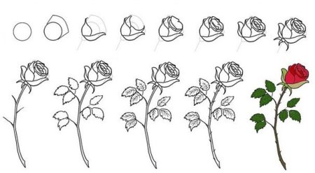 Роза карандашом