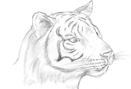 Рисунок тигра для срисовки