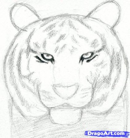 Рисунок тигра легкий и красивый