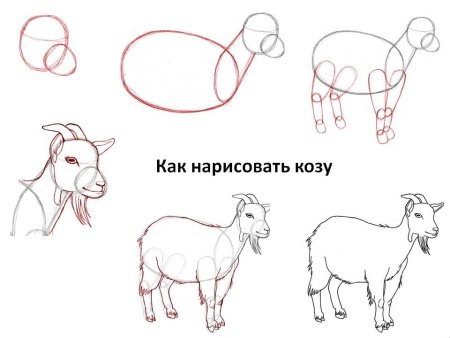 Рисование коровы пошагово