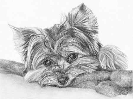 Йоркширский терьер рисовать поэтапно
