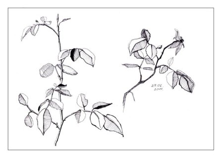 Рисование растений зарисовки