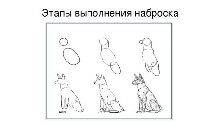 Рисование щенка поэтапно для детей