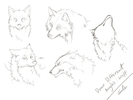 Поэтапное рисование морды волка