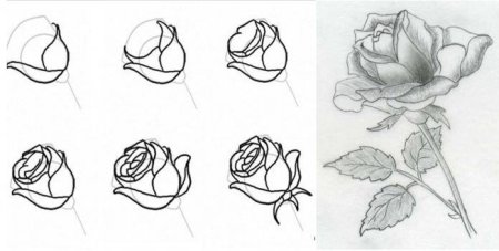 Рисунки розы карандашом для начинающих