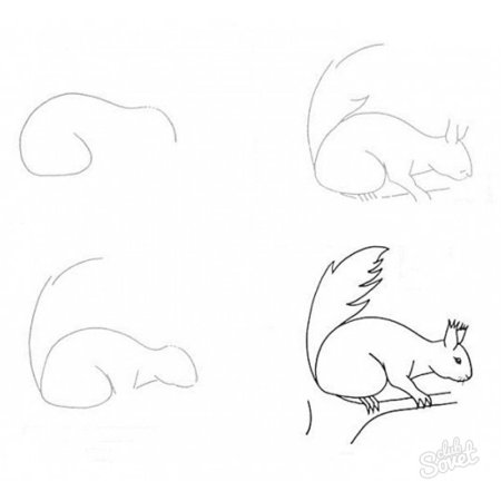 Белка по-этапное рисование