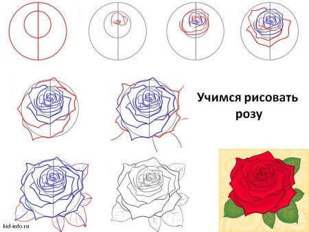 1. Контур бутона розы рисовать легко