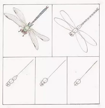 Поэтапное рисование Стрекозы