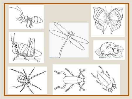 Поэтапное рисование насекомых для детей