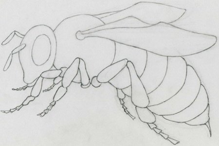 Поэтапное рисование пчелы