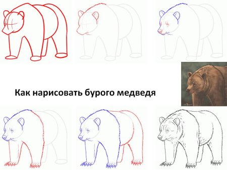 Этапы рисования медведя