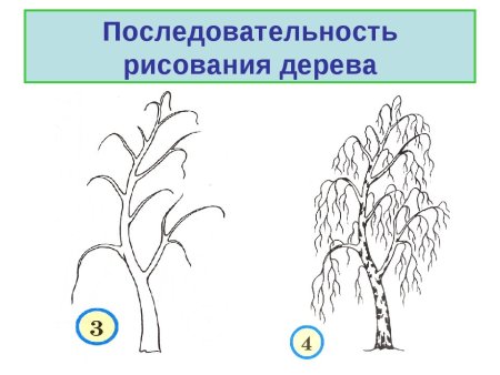 Этапы рисования дерева в старшей группе