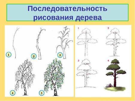 Этапы рисования дерева