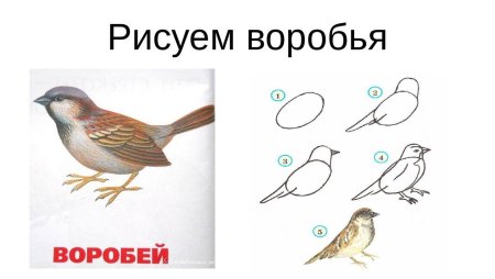 Поэтапное рисование воробья