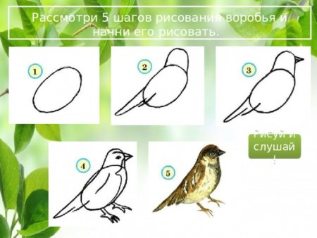 Алгоритм рисования воробья