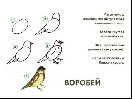 Пошаговое рисование птицы