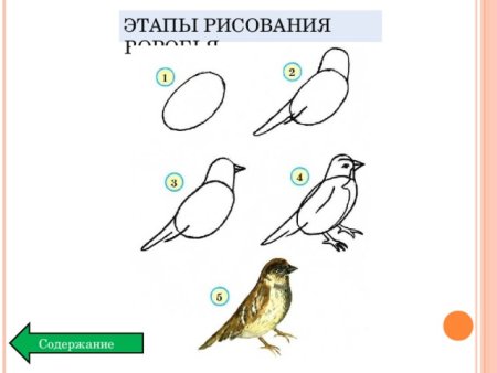 Этапы рисования воробья